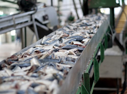 Virus tipped to hit fish industry