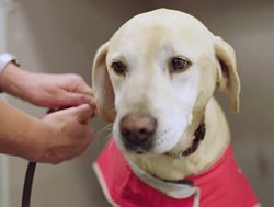 Detector dogs nothing to sniff at