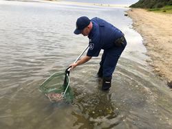 King prawns in the swim at Lake Tyers