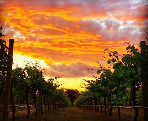 Barossa or Victoria, who cares?