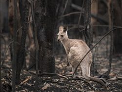 Federal funding for Vic’s wildlife