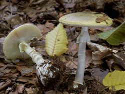 Death cap mushrooms a dead end