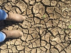 Farmers tap into drought delays