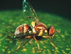 Unwelcome fly-in visitor discovered