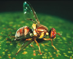 Unwelcome fly-in visitor discovered