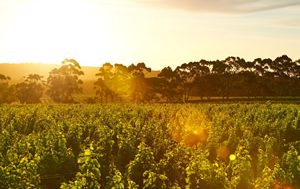 50 years of vines at Margaret River’s iconic Cape Mentelle