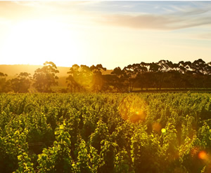 50 years of vines at Margaret River’s iconic Cape Mentelle