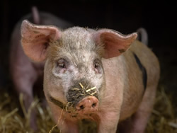 Swine fever on State’s doorstep