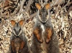 DELWP finds rock wallabies bouncing back