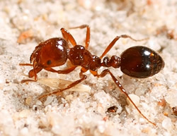 Department tracks down ant imports