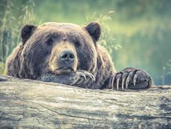 Bear up: Why bearish investors should avoid buying the dip