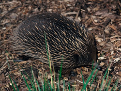 Short stay for short-beaked echidna