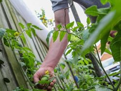 Agriculture plants warning for gardeners