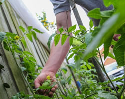 Agriculture plants warning for gardeners