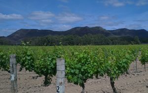 A chunk of fabled Hunter Valley dirt