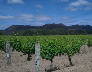 A chunk of fabled Hunter Valley dirt