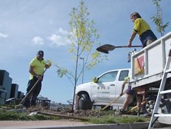 City services to hug 4,000 trees