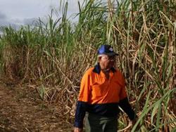 Online tool a sweetener for cane growers