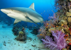 Shark drumline to beat again