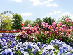 Bulb plants shine light on Floriade