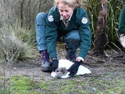 ACT Platypus home in Tidbinbilla