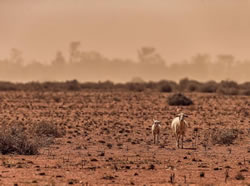 Grants to help farmers tap into drought