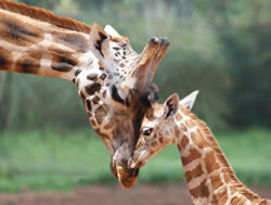 New giraffe website a tall order