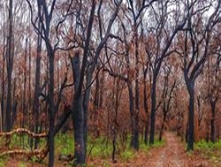 New panel for bushfire recovery