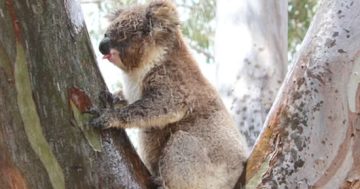 The bear facts: Should we be doing more to save our koalas?