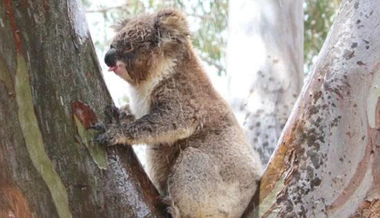 The bear facts: Should we be doing more to save our koalas?