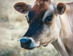 Gates open for farm monitoring