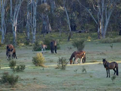 Parks wins case against feral horses