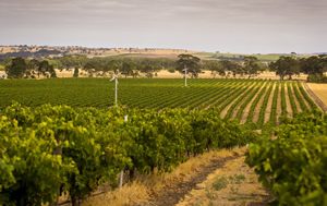 The Barossa Valley’s new-look St John’s Road