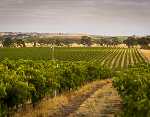 The Barossa Valley’s new-look St John’s Road