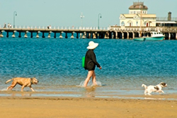 Dog walkers nipped over pet droppings