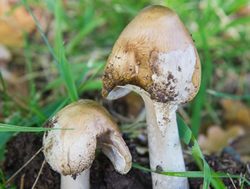 Deadly mushrooms sprout health warning