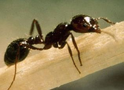 Fremantle fire ants still a hot topic