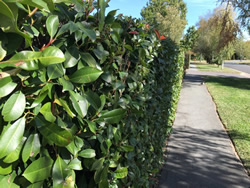 New footpaths to be talk of the walk