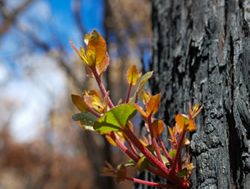 Factsheet issued on bushfire recovery