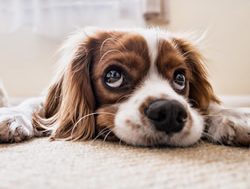 Doggy deals: How the pandemic has boosted puppy scams