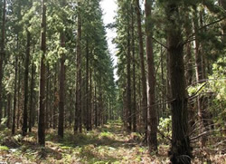 Forestry recovery funds to grow on trees