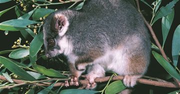 Possum scratch prompts health warning