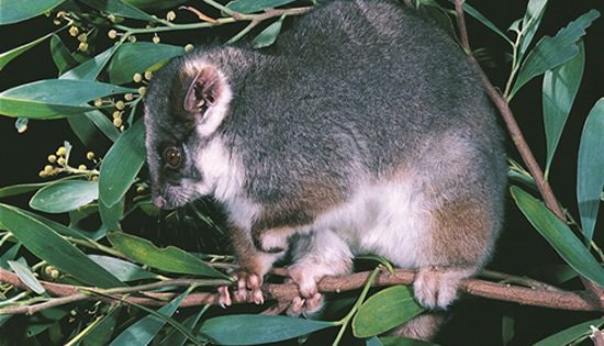 Possum scratch prompts health warning