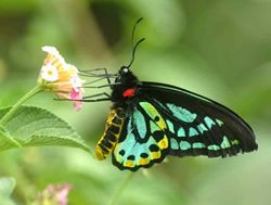 Shy butterfly returned to the wild