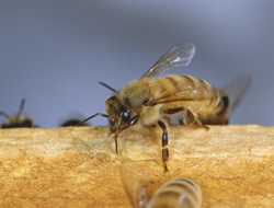 World Bee Day has business buzzing