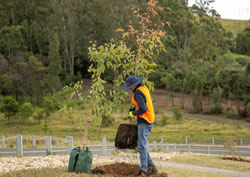 New Sydney shades to grow on trees