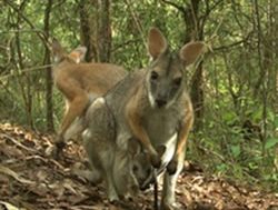 NPWS focused on black-striped wallabies