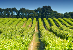 Farming industry grows virus resilience