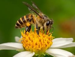 DAWE targets program to bug invaders