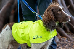 Leaky water pipes to go to the dogs